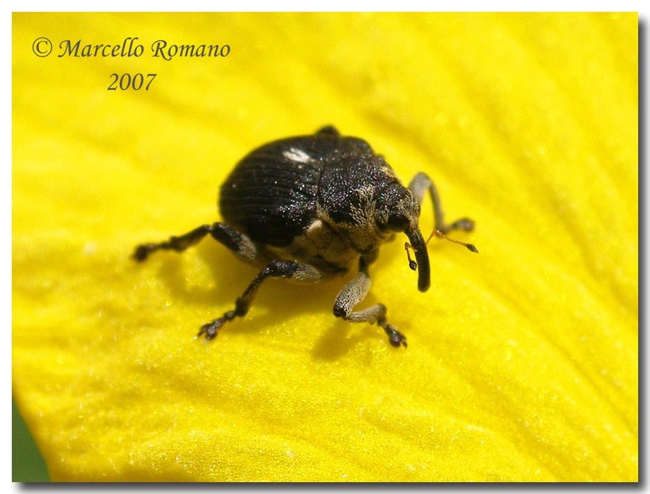 Madonie: Mononychus punctumalbum su Iris pseudacorus